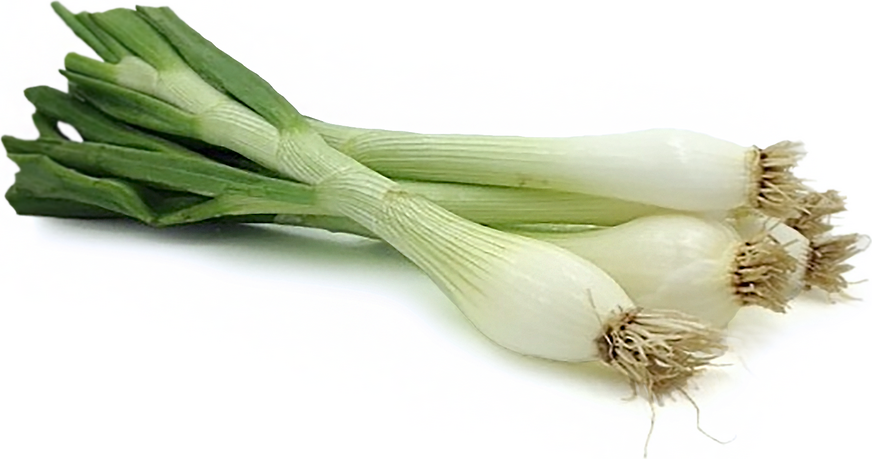 Young Walla Walla Onions picture